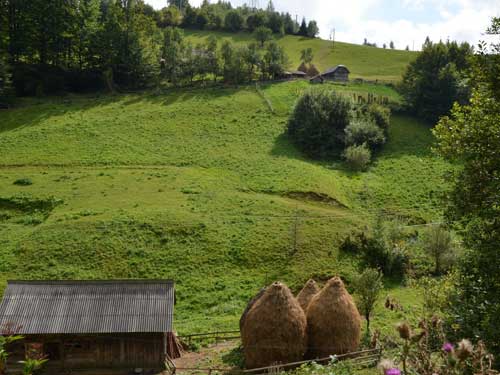 Foto Bucium Cerbu (c) Petru Goja